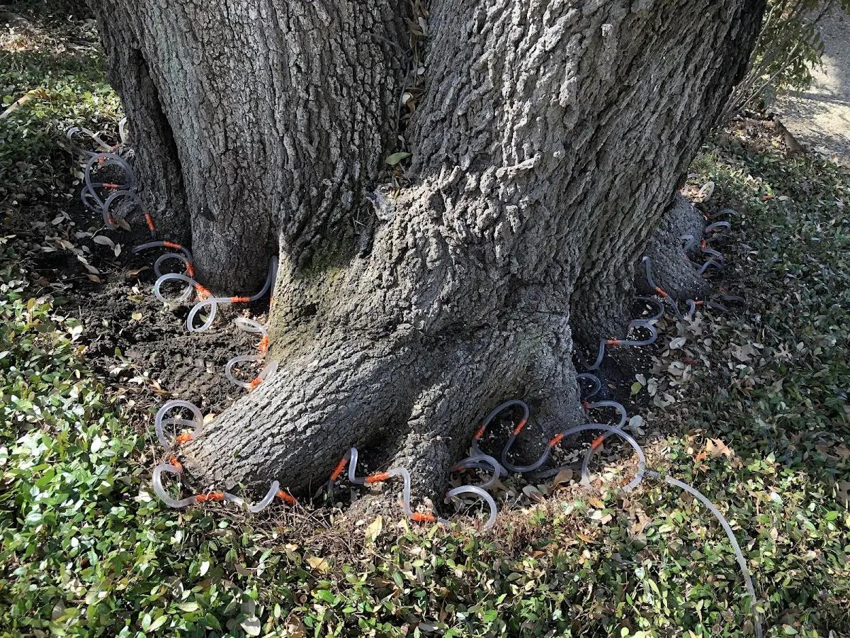 Detailed Tree Cabling and Bracing job site in Lakeland