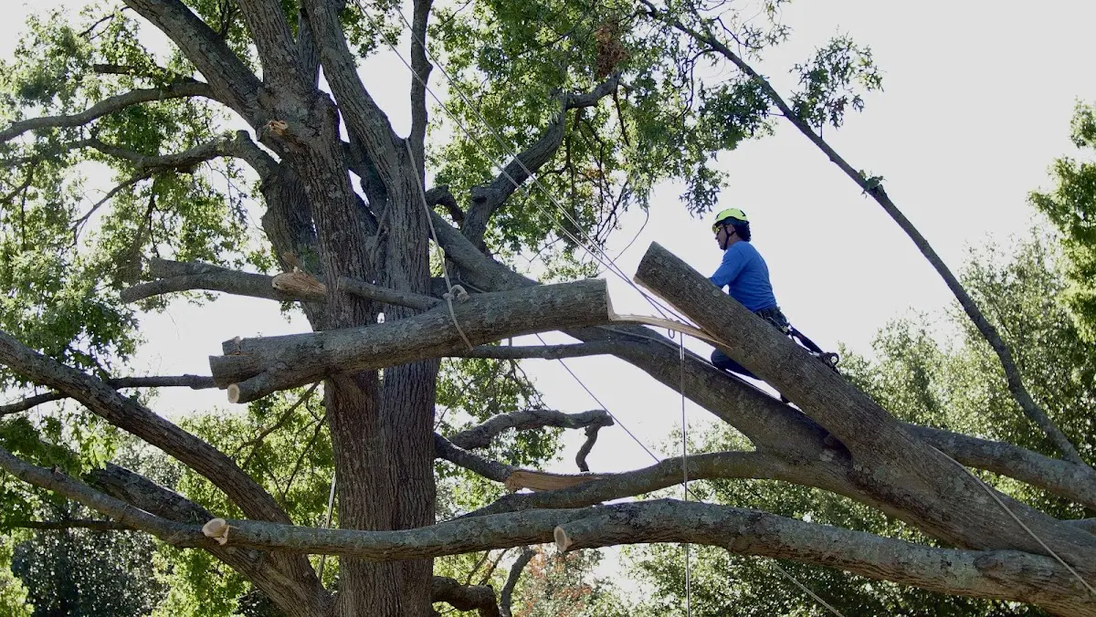 Professional Crown Thinning performed by certified arborists in Lakeland