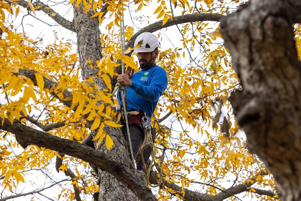 Skilled Tree Planing crew working in Lakeland